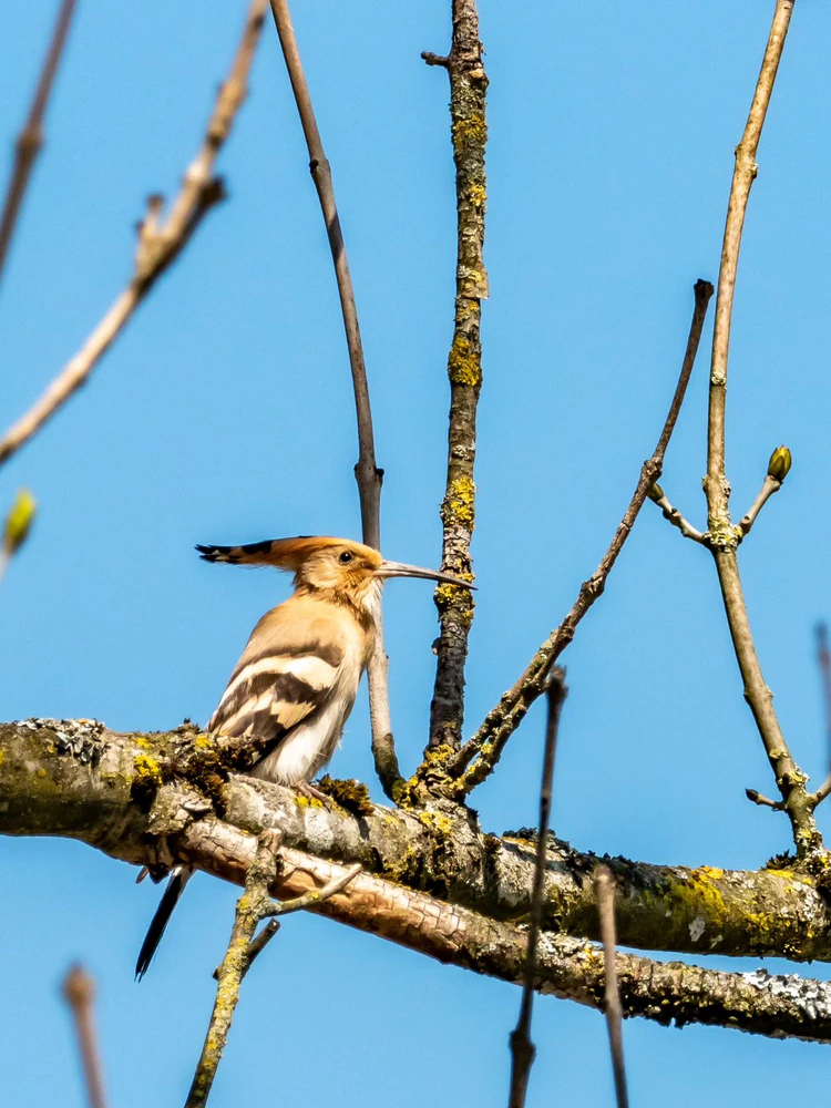 Huppe fasciée perchée, oiseau nicheur présent sur les sites de vol de Suisse romande