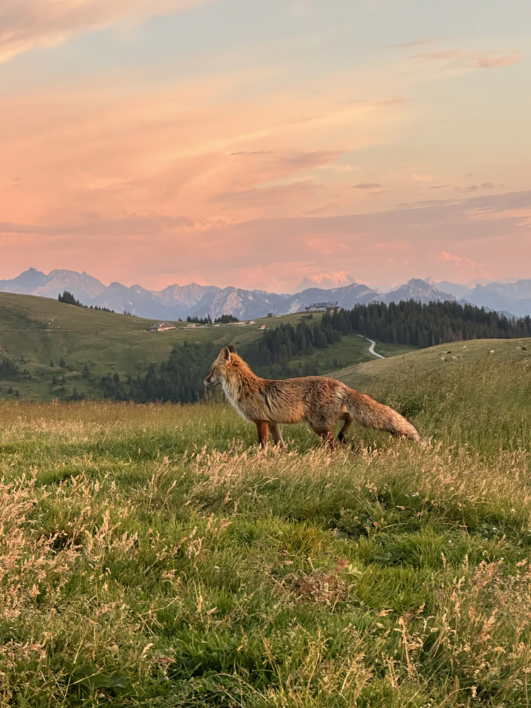 Renard roux observé en pleine nature, un des nombreux animaux survolés en parapente dans les Préalpes fribourgeoises