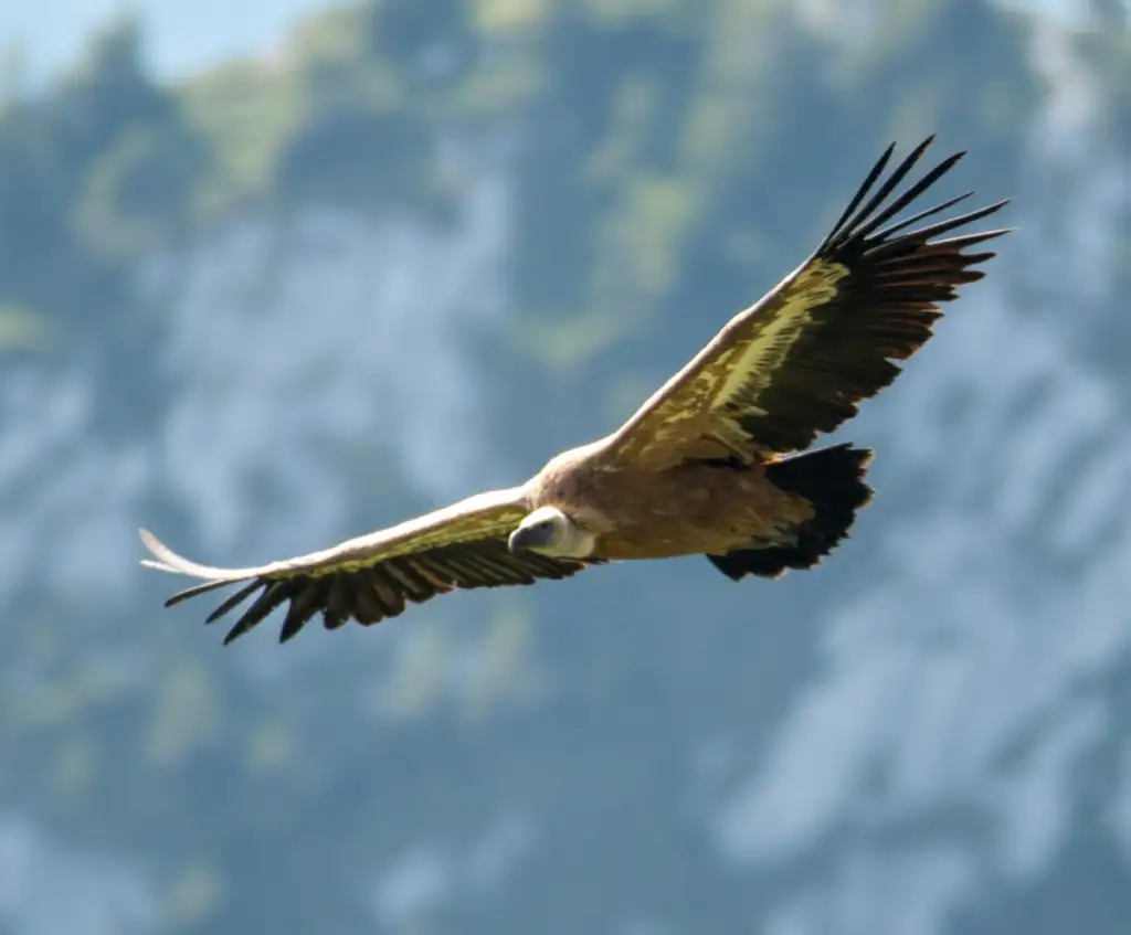 Vautour fauve planant le long d'un relief, profil similaire à celui d'une voile de parapente vu d'en bas